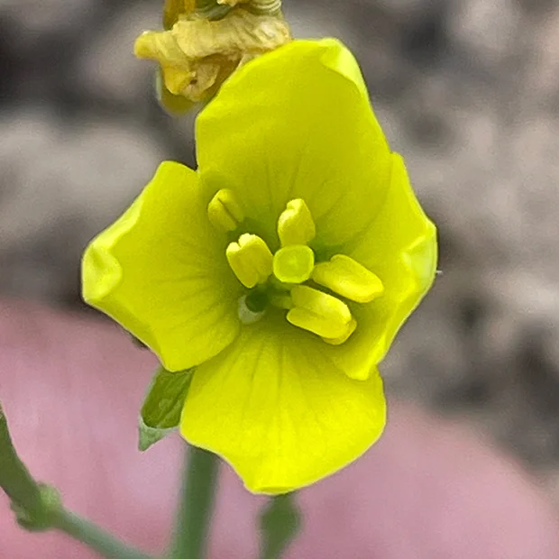 Diplotaxis tenuifolia - perennial wall rocket
