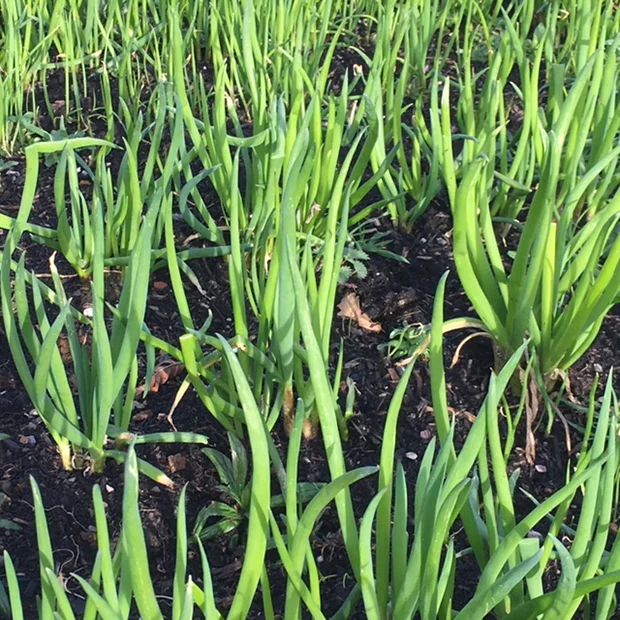 Welsh onions